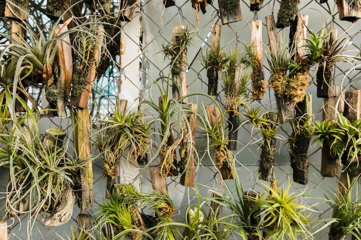 Botany exhibits